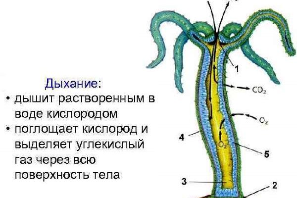 Кракен 13at