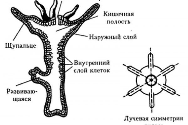 Кракен сайт kr2web in официальный ссылка