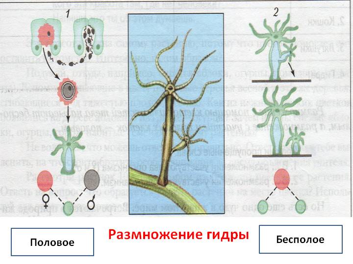 Кракен нарко шоп